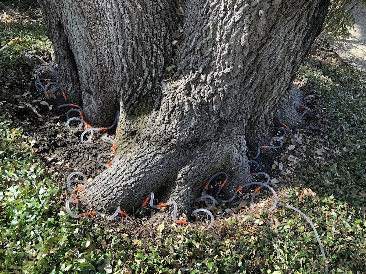 Detailed Tree Cabling and Bracing job site in Haymarket