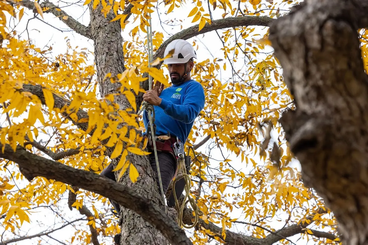 Skilled Tree Pruning crew working in Haymarket